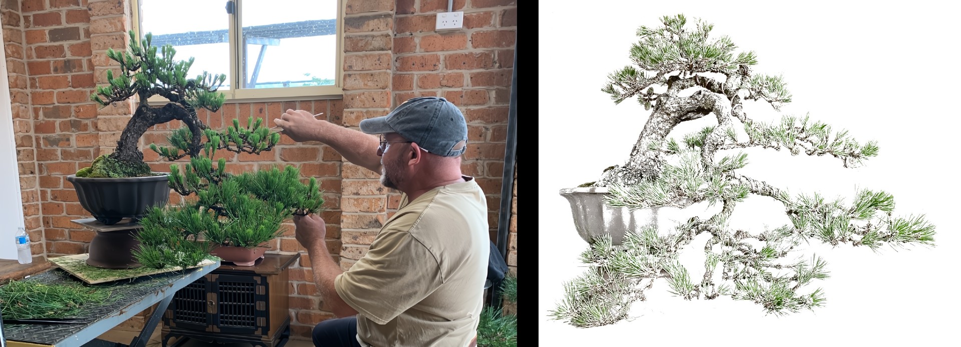 bonsai workshop cascade pine steve N