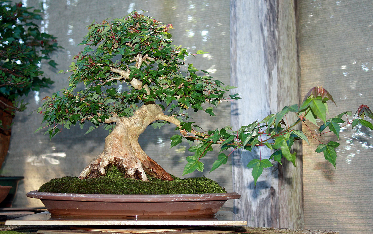 Trident Maple under construction