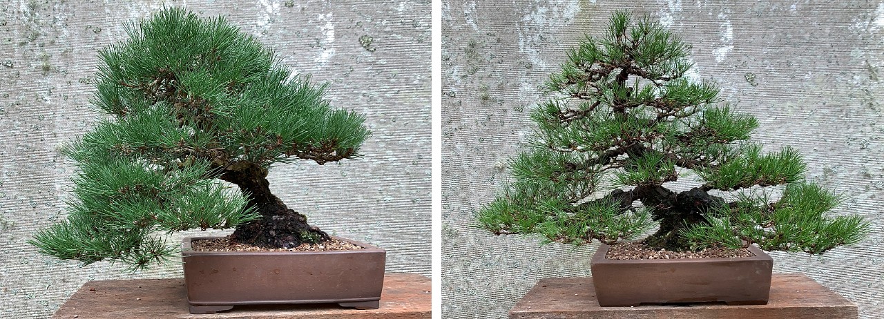 australian bonsai gallery new pots