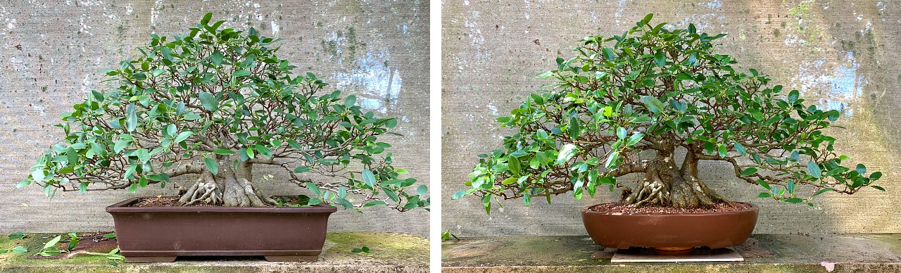 australian bonsai gallery old ficus