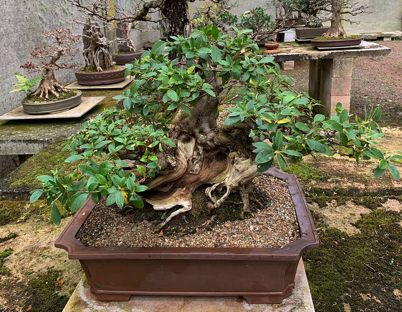Australian Bonsai Gallery Azalea Refinement