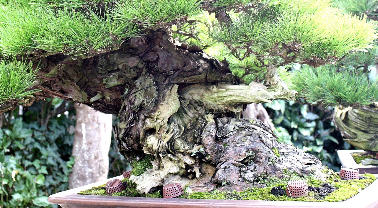 bonsai bark omiya village