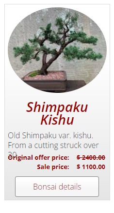 bonsai for sale australian bonsai gallery kishu