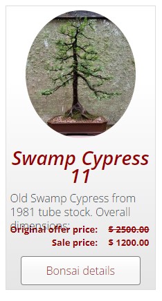 bonsai for sale australian bonsai gallery swampy