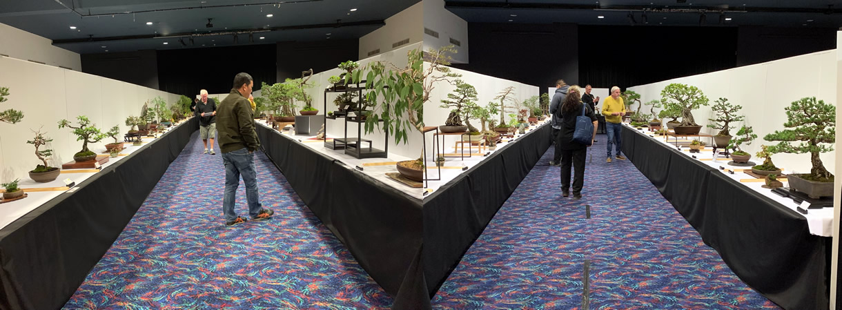 bonsai open australian bonsai gallery