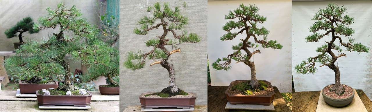 japanese black pine first flush cut budding