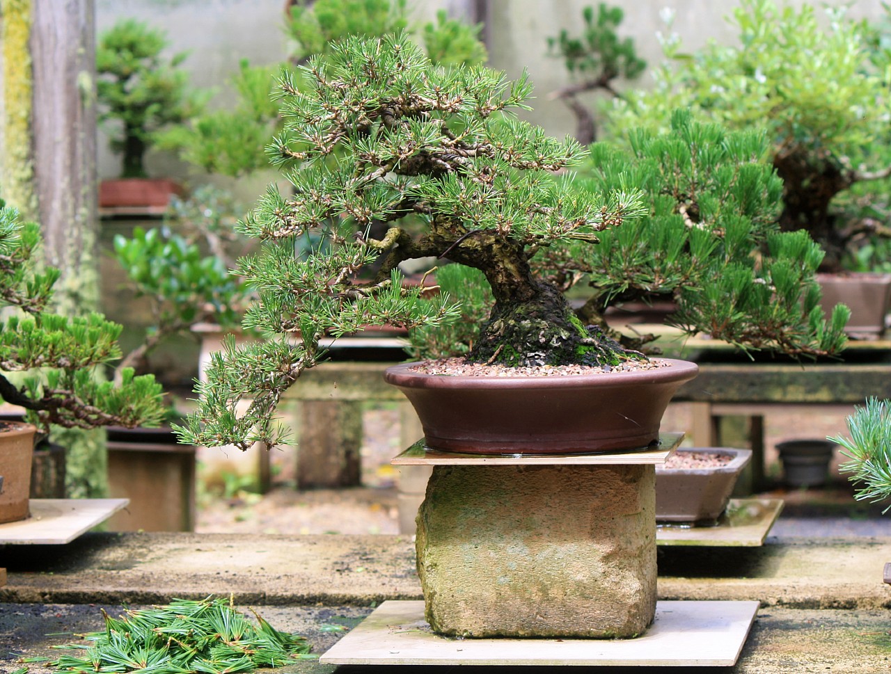 japanese black pine first flush cut