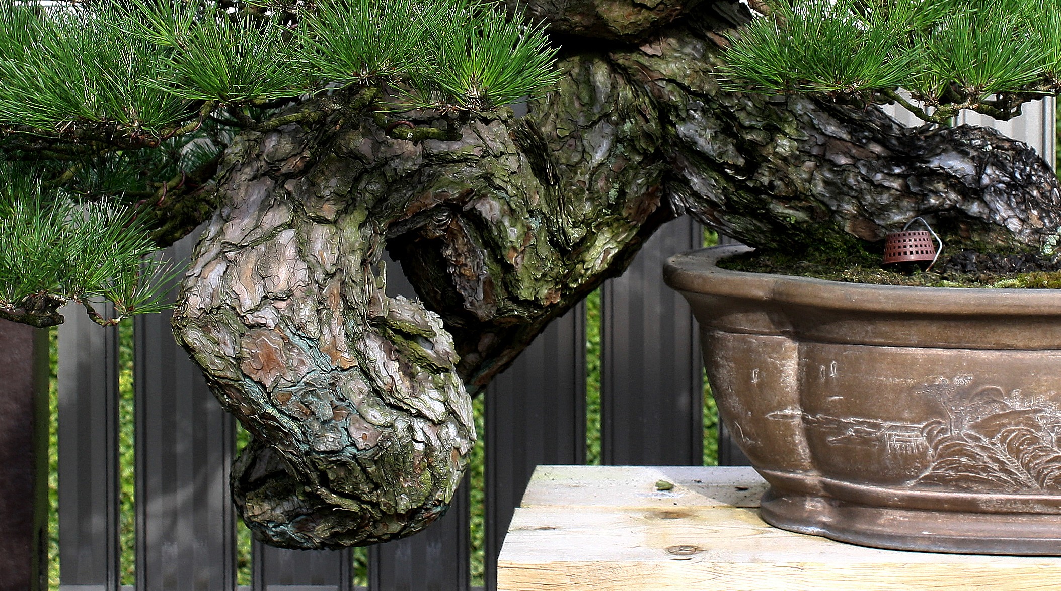 japanese red pine bark