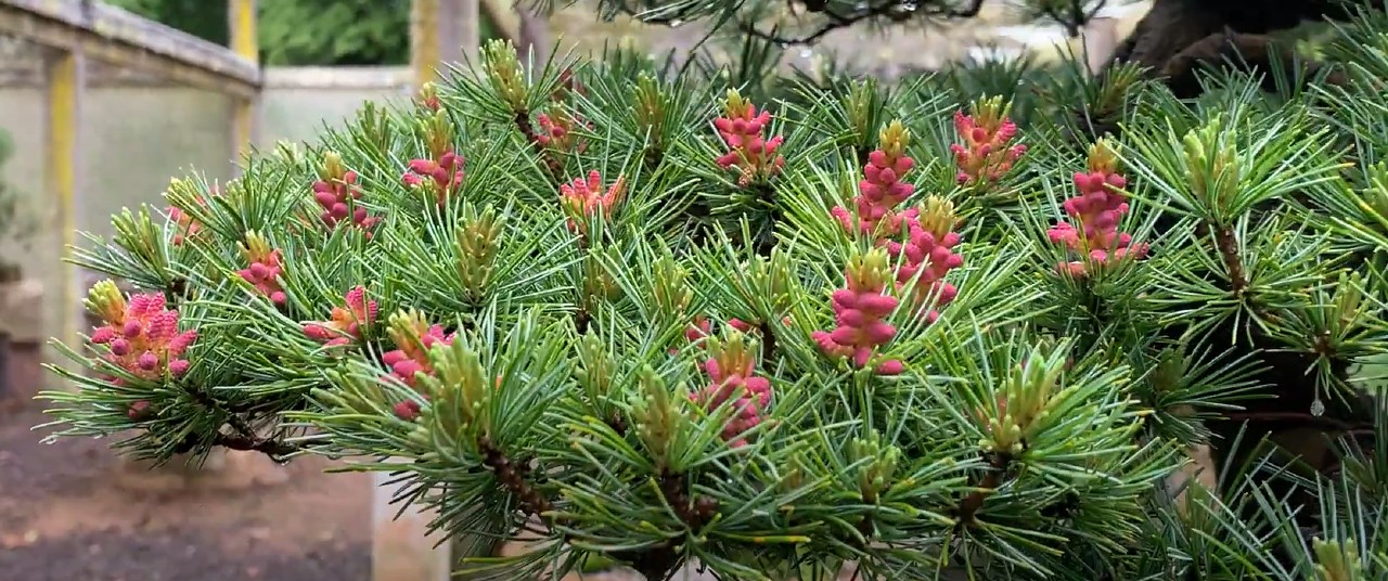 japanese white pine flower detail 2022 10