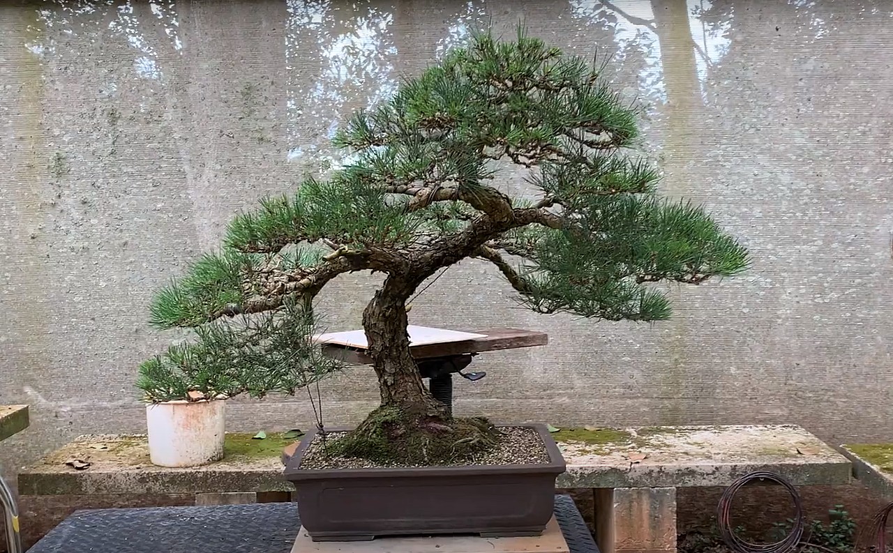 kuro matsu mikawa