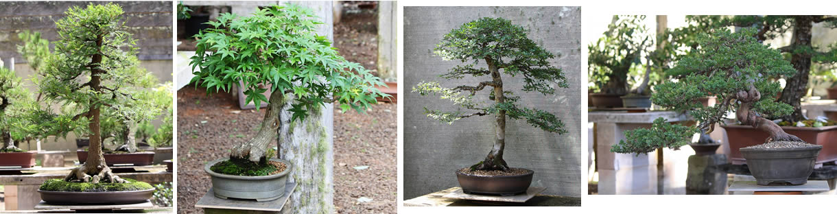 sakura bonsai gallery bonsai sale