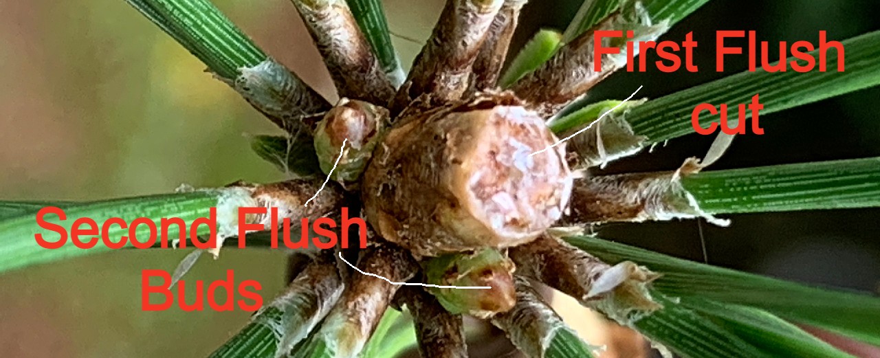 second flush japanese black pine