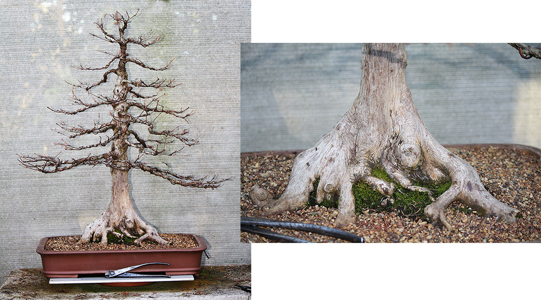 swamp cypress 02 sold
