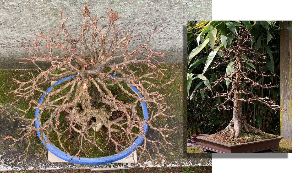 swamp cypress winter pruning
