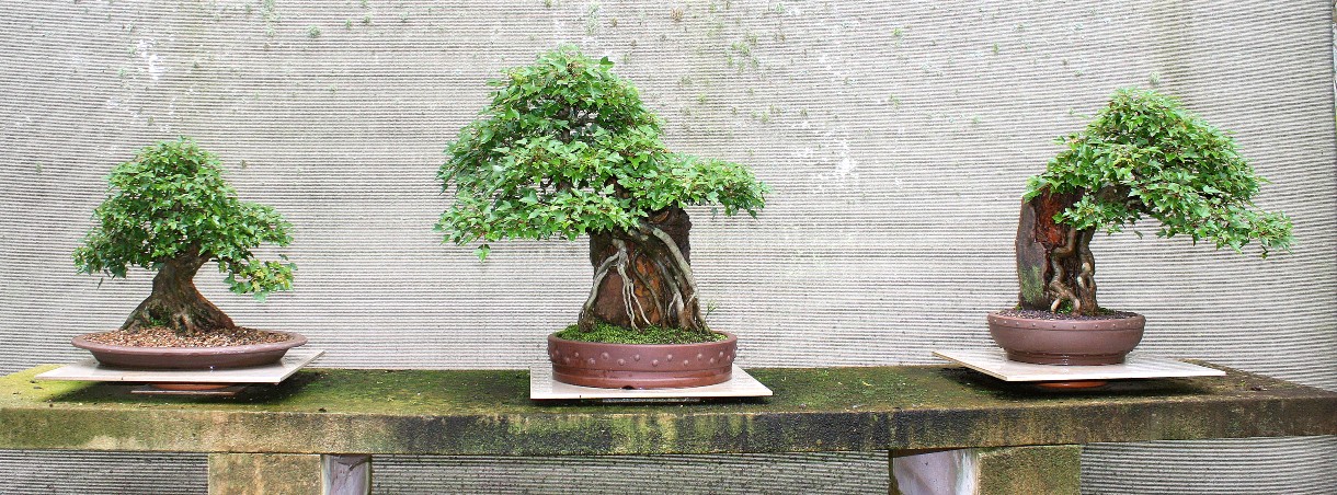trident maple group 01