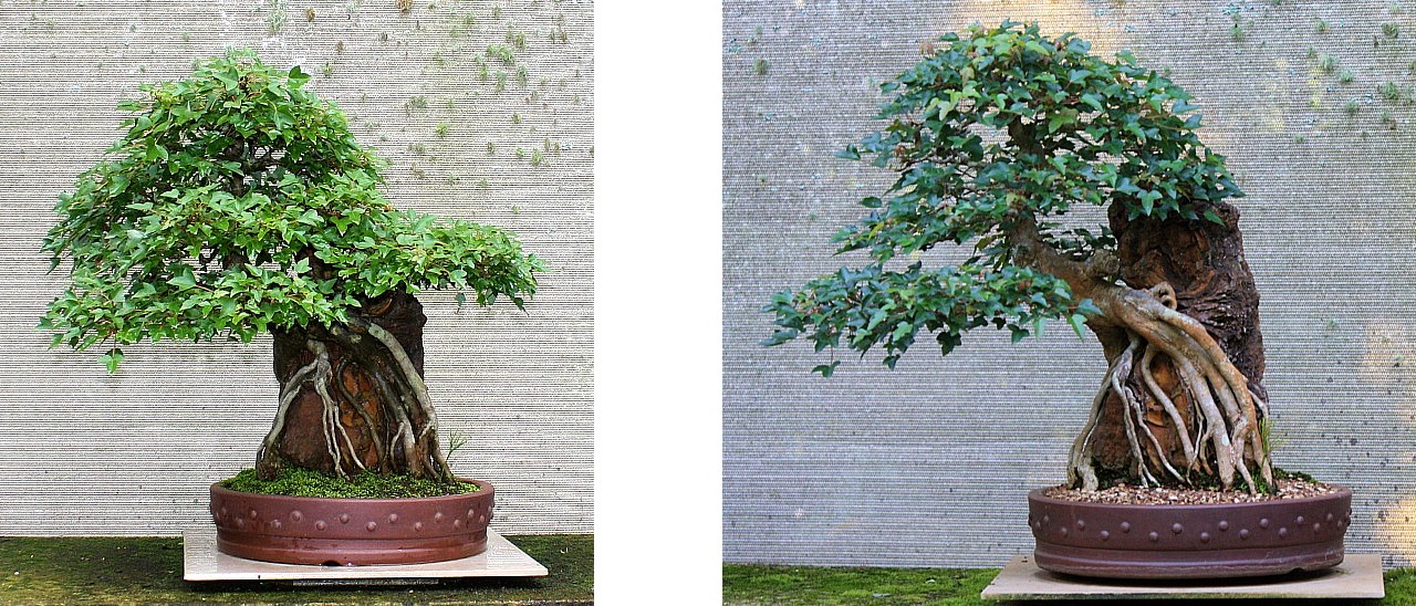 trident maple root over rock style