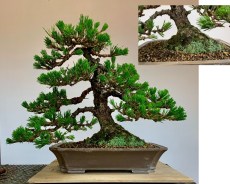 Black-pine-40-sale