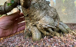 Ficus Rubiginosa