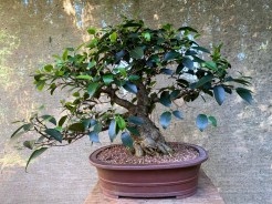 Ficus Rubiginosa