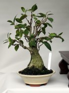 IH-10_ficus