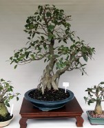 IH-11_ficus