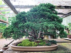 IH-14_shimpaku