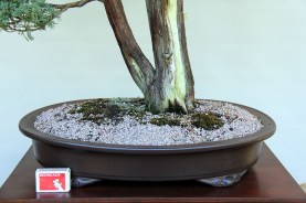 IH-1_Juniperus-Media-Blaauw-trunk
