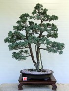 IH-1_Juniperus-Media-Blaauw