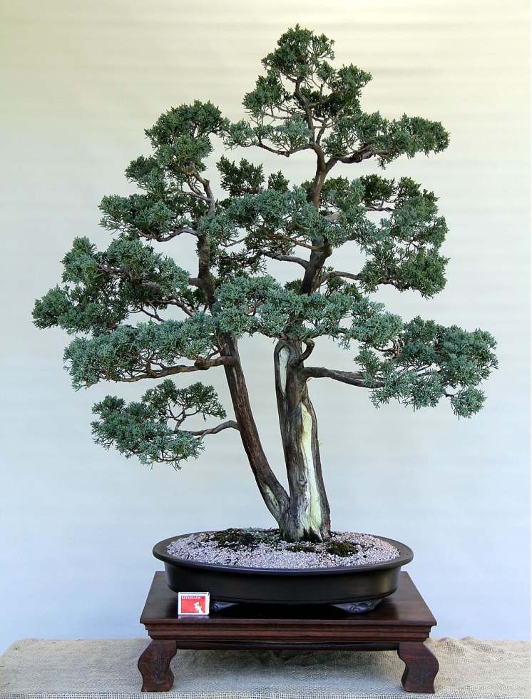 IH-1_Juniperus-Media-Blaauw
