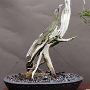 IH-7_variegated-juniper-nebari