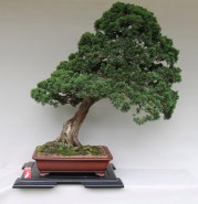 IH-8_shimpaku-back