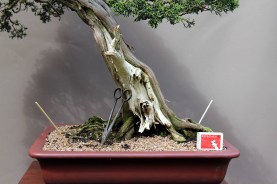 IH-8_shimpaku-nebari