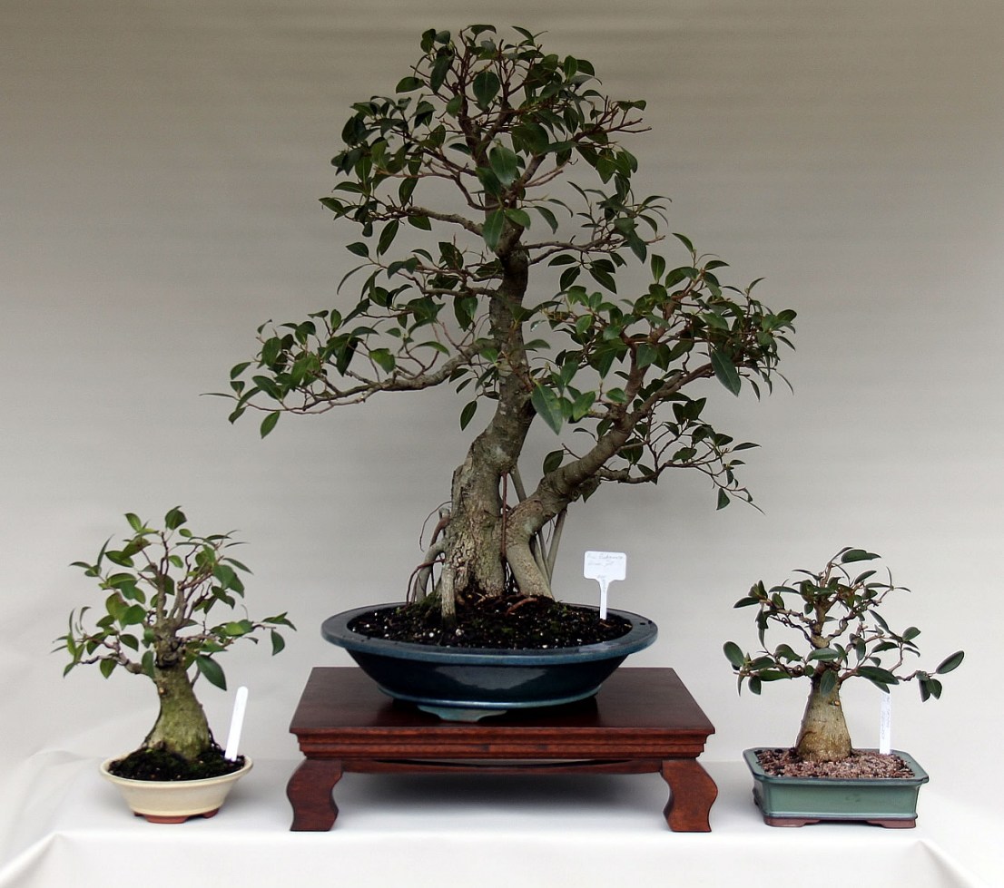 IH-9-10-11_ficus
