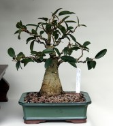 IH-9_ficus