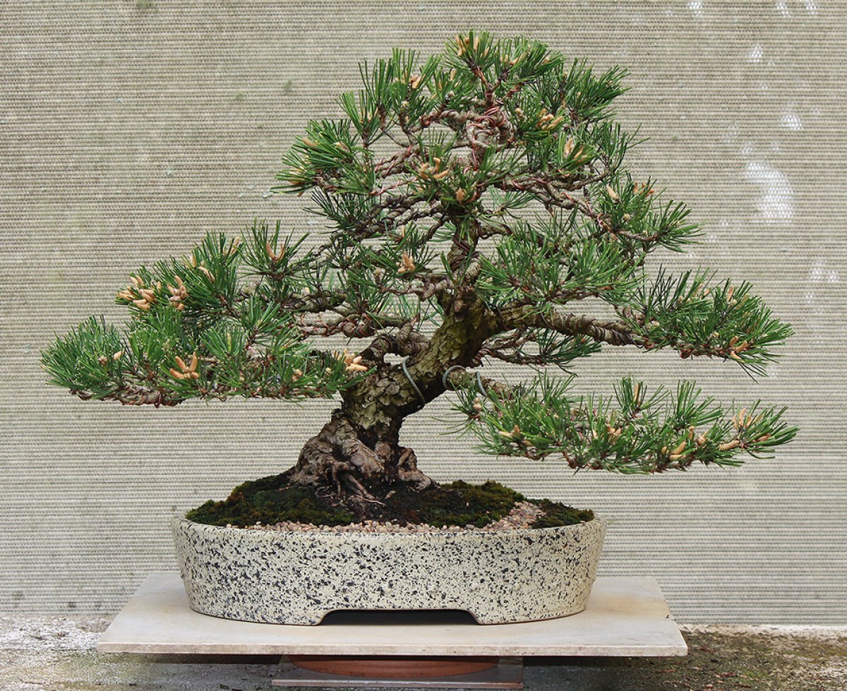 Japanese-black-pine-06