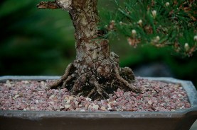 Japanese-black-pine-36-nebari