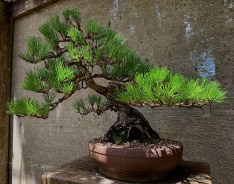 Japanese-black-pine-41-front