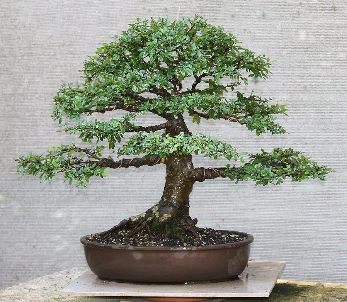 chinese-elm-01-2019-10