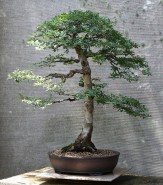 chinese-elm-11-2019-10