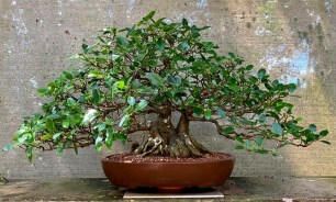 ficus-macrophylla-24