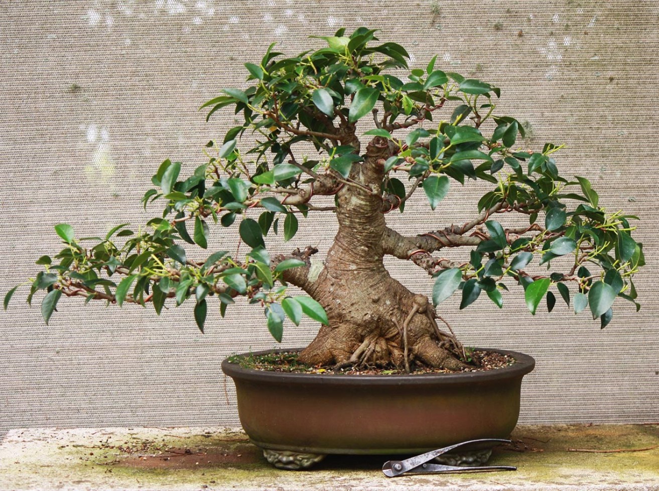 Ficus Rubiginosa