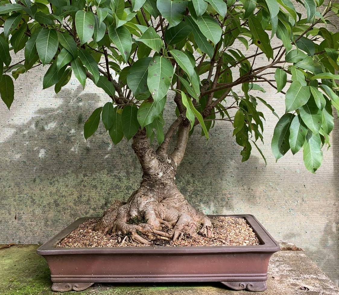 Bonsai For Sale 