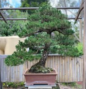 japanese-black-pine-Hachi-Uye