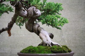 juniperus-procumbins-bonsai-02a-trunk-detail