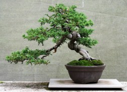 juniperus-procumbins-bonsai-02a
