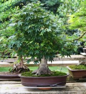 momiji-09