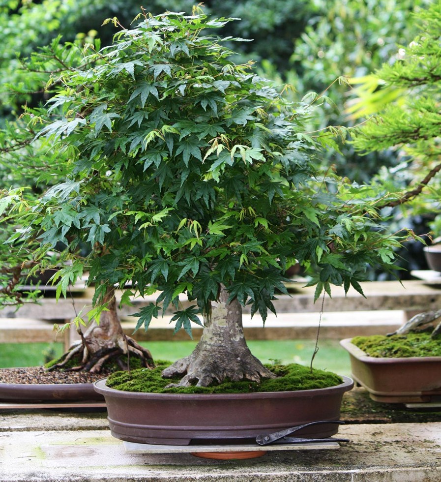 momiji-09