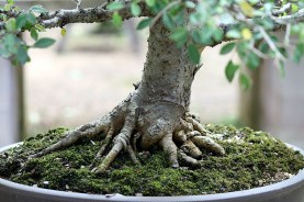 nebari-chinese-elm-01