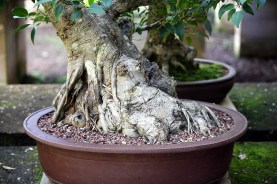 sakura-bonsai-gallery-ficus-rubiginosa-02-nebari