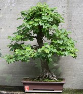 sakura-bonsai-gallery-liquidamber-02